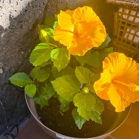 Mirador De Afre 플라야블랑카