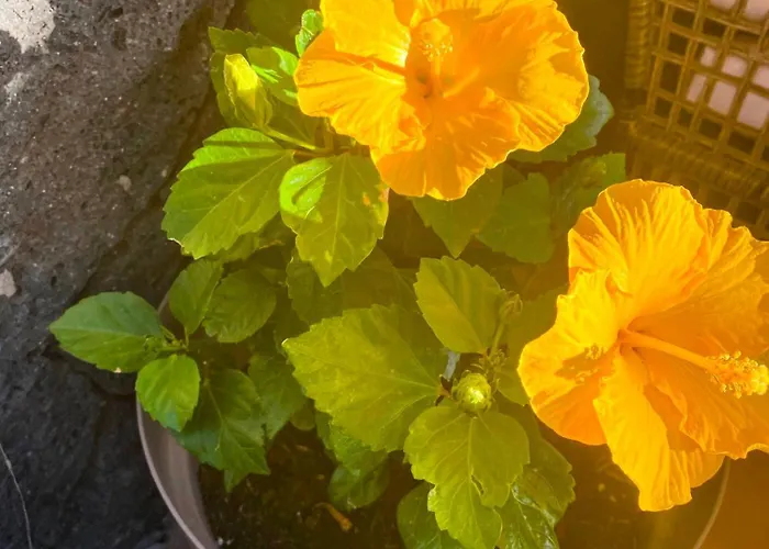 Mirador De Afre Playa Blanca (Lanzarote)